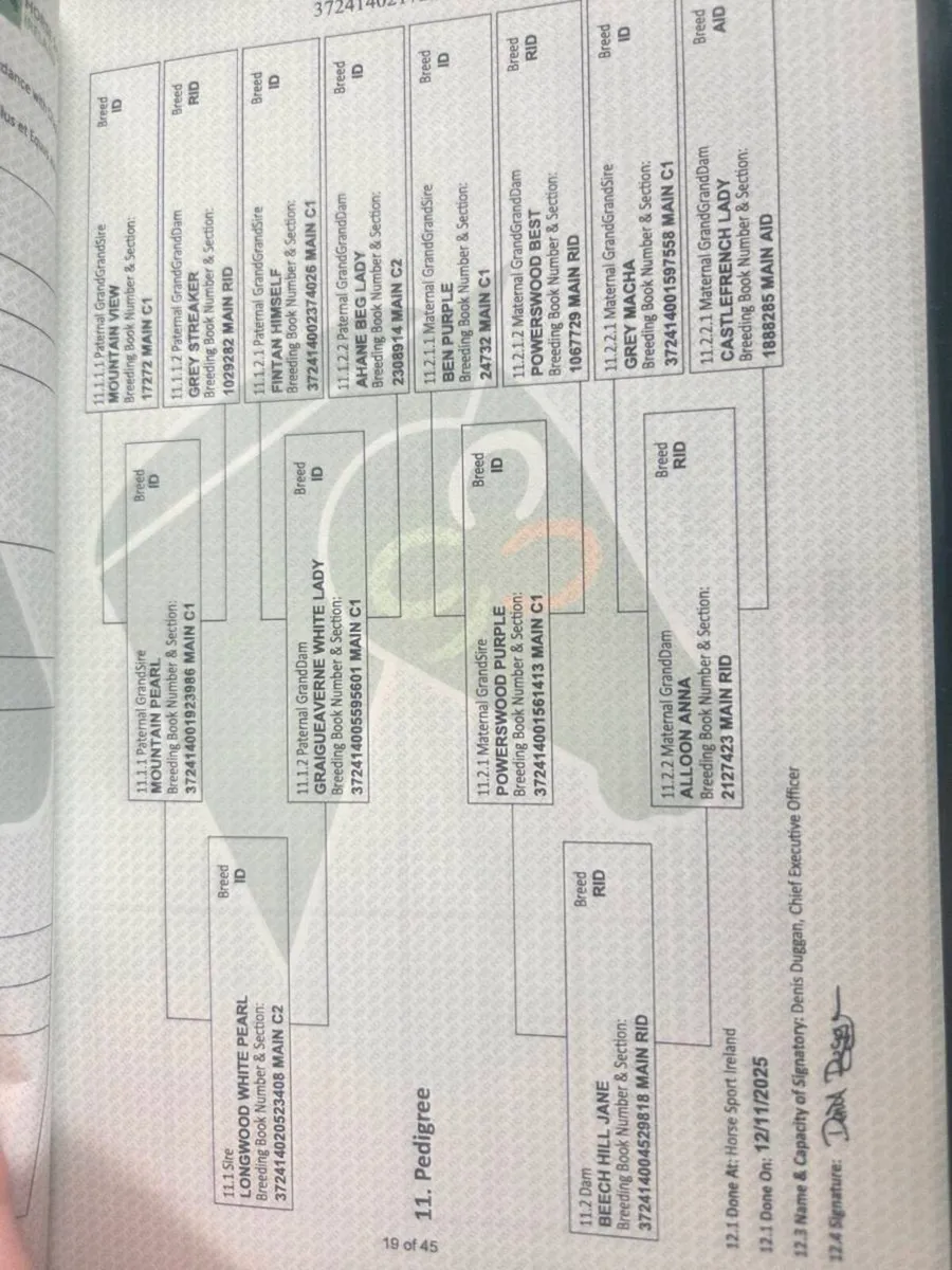 Yearling irish draught colt - Image 3