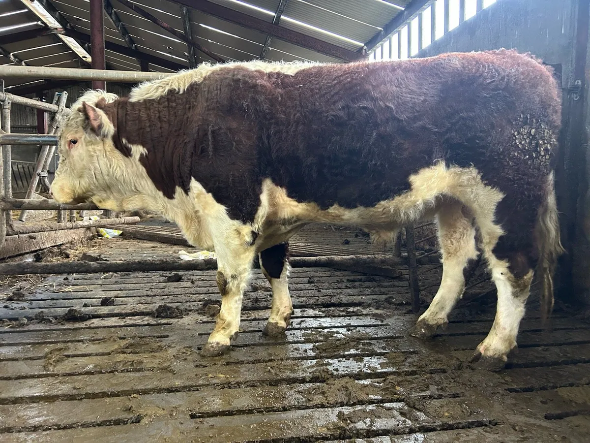 Hereford Bull - Image 4