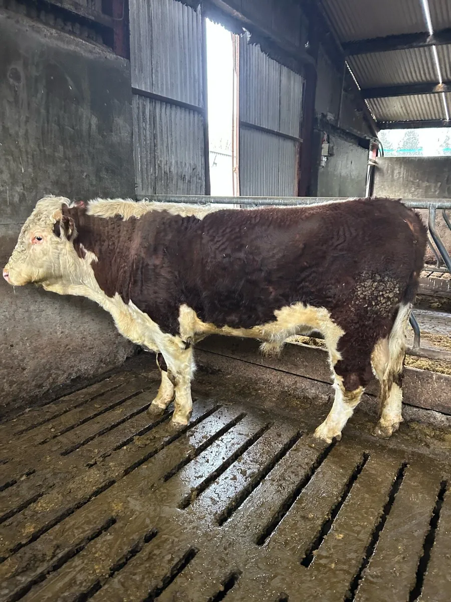 Hereford Bull - Image 1