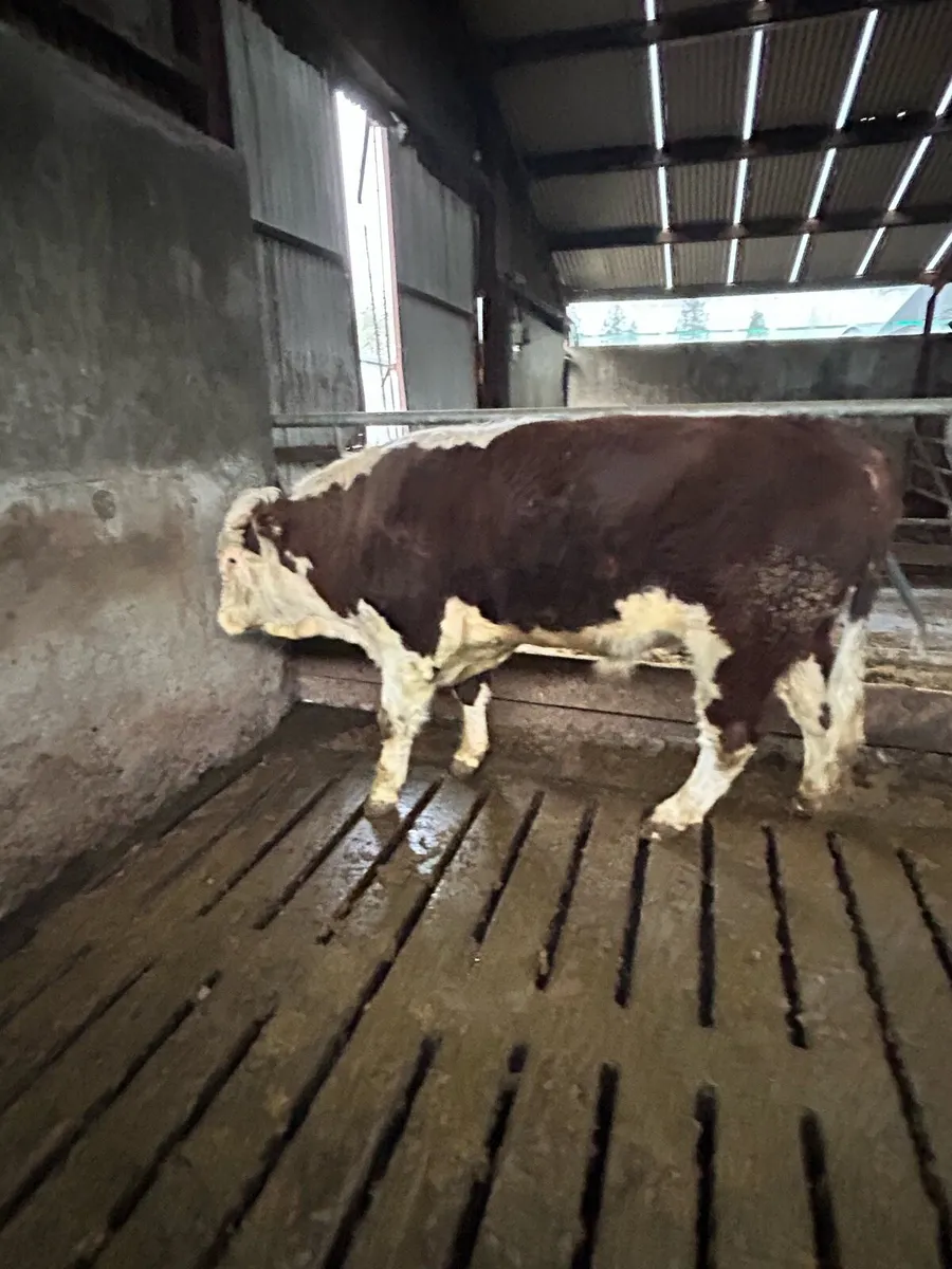 Hereford Bull - Image 2