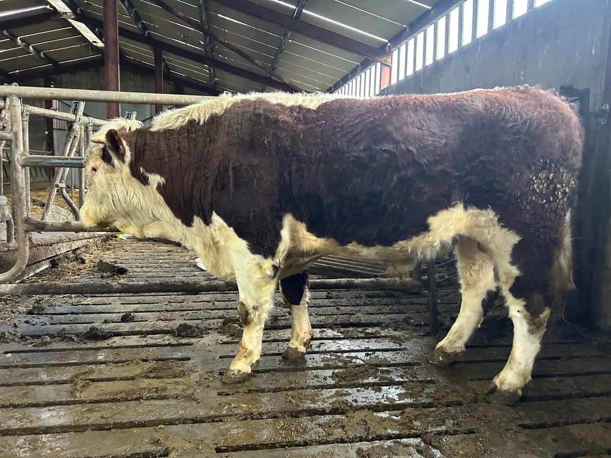 Hereford Bull - Image 3