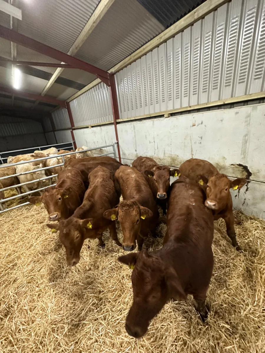 Lim heifers - Image 2