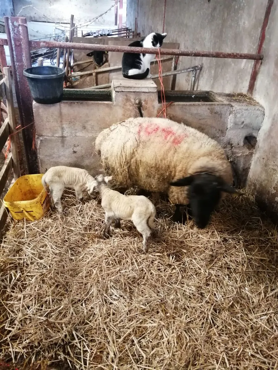 Pure Suffolk ewes with Texel x lambs. - Image 1