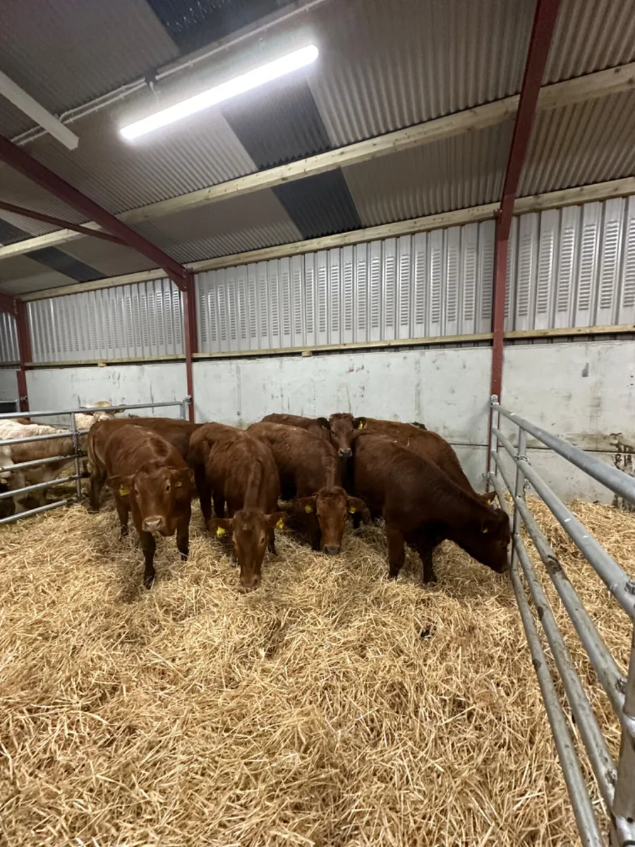 Lim heifers - Image 1