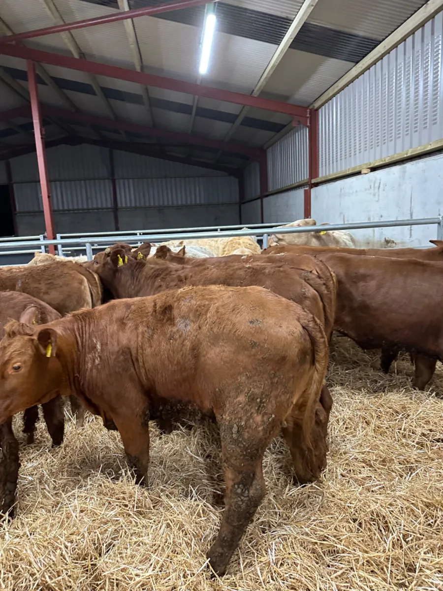 Lim heifers - Image 4