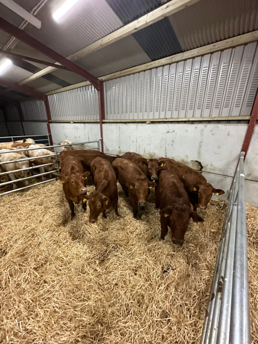 Lim heifers - Image 3