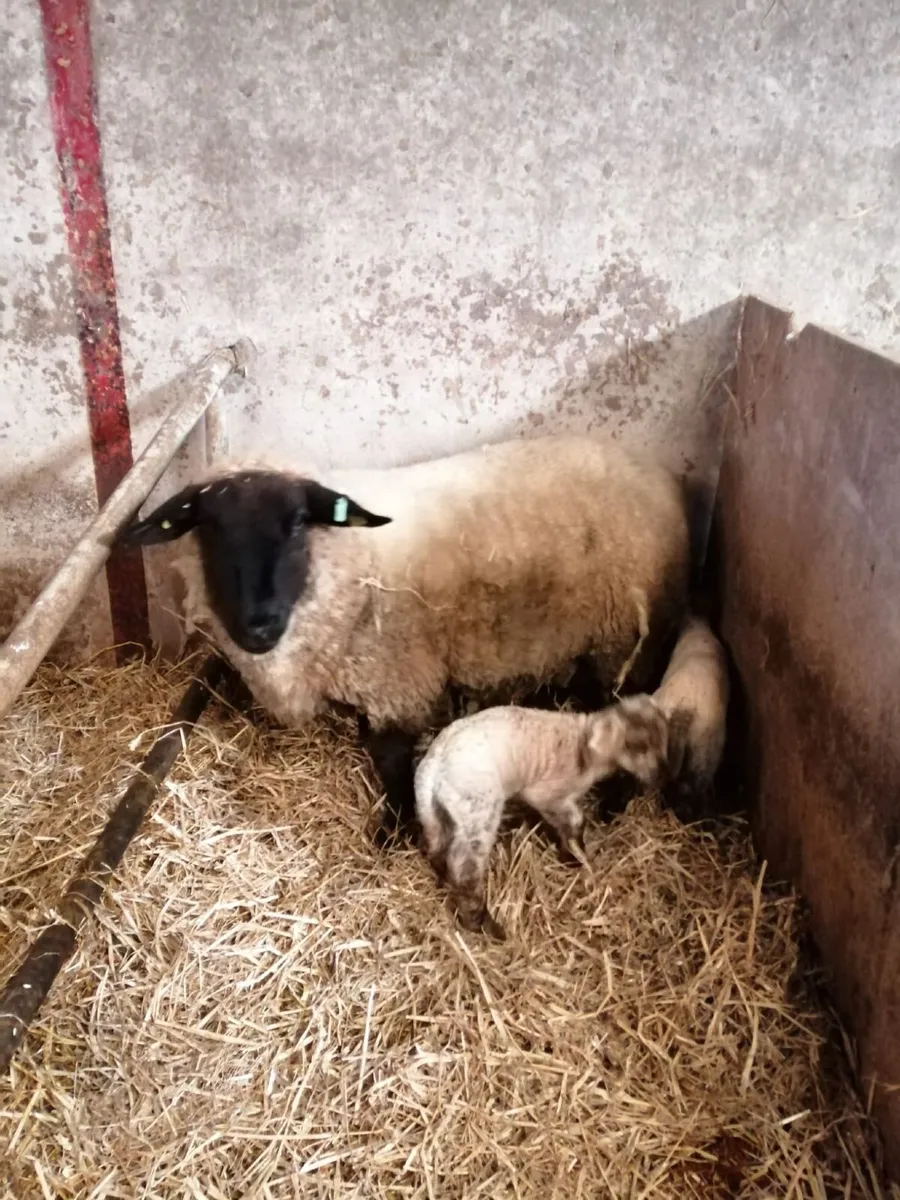 Pure Suffolk ewes with Texel x lambs. - Image 3