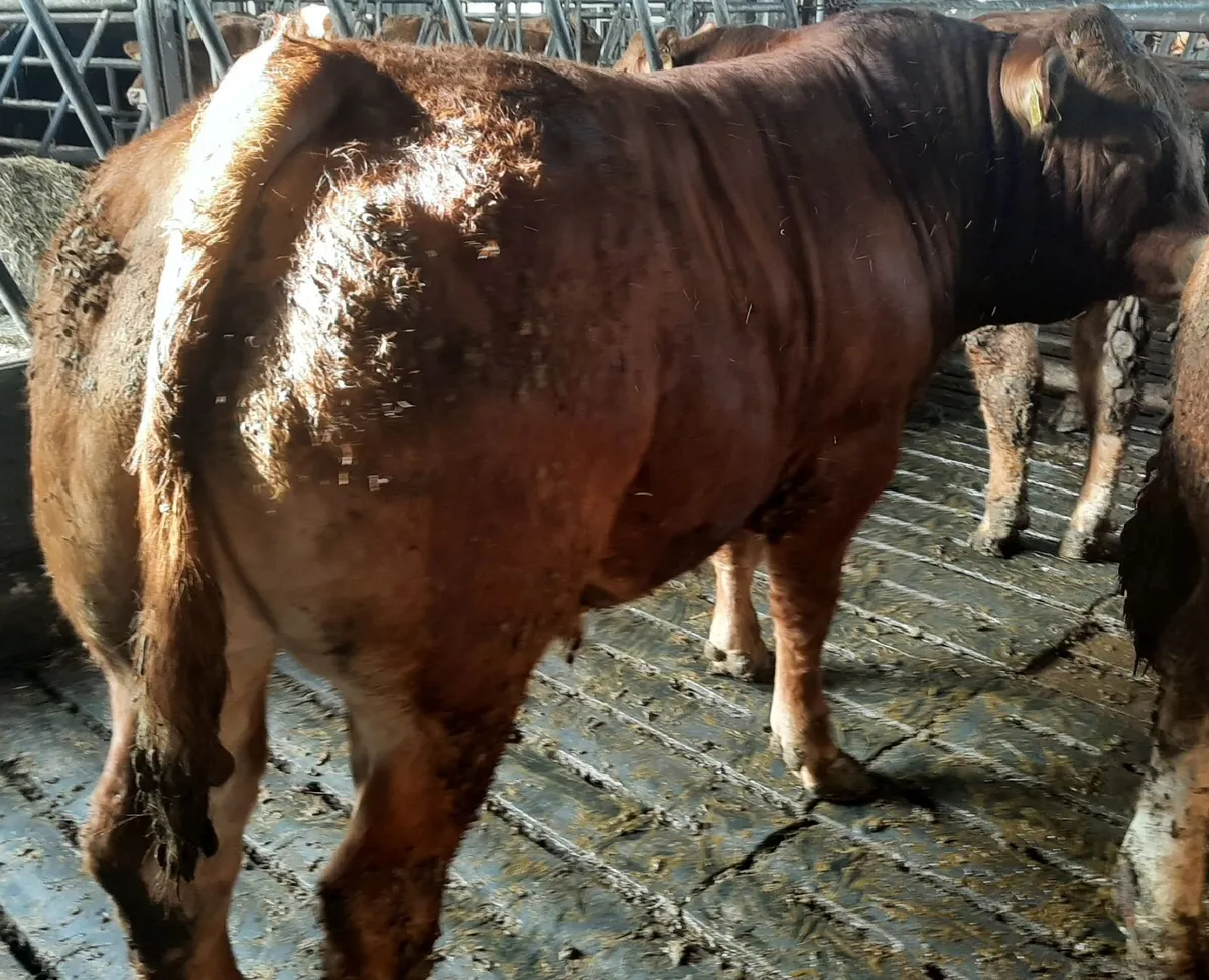 SCEP eligible Limousin Bulls - Image 2