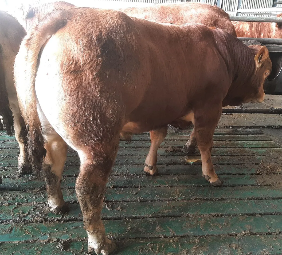 SCEP eligible Limousin Bulls - Image 4