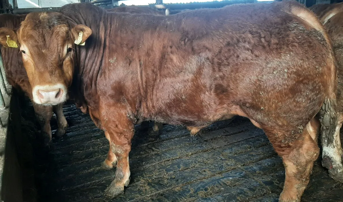 SCEP eligible Limousin Bulls - Image 3