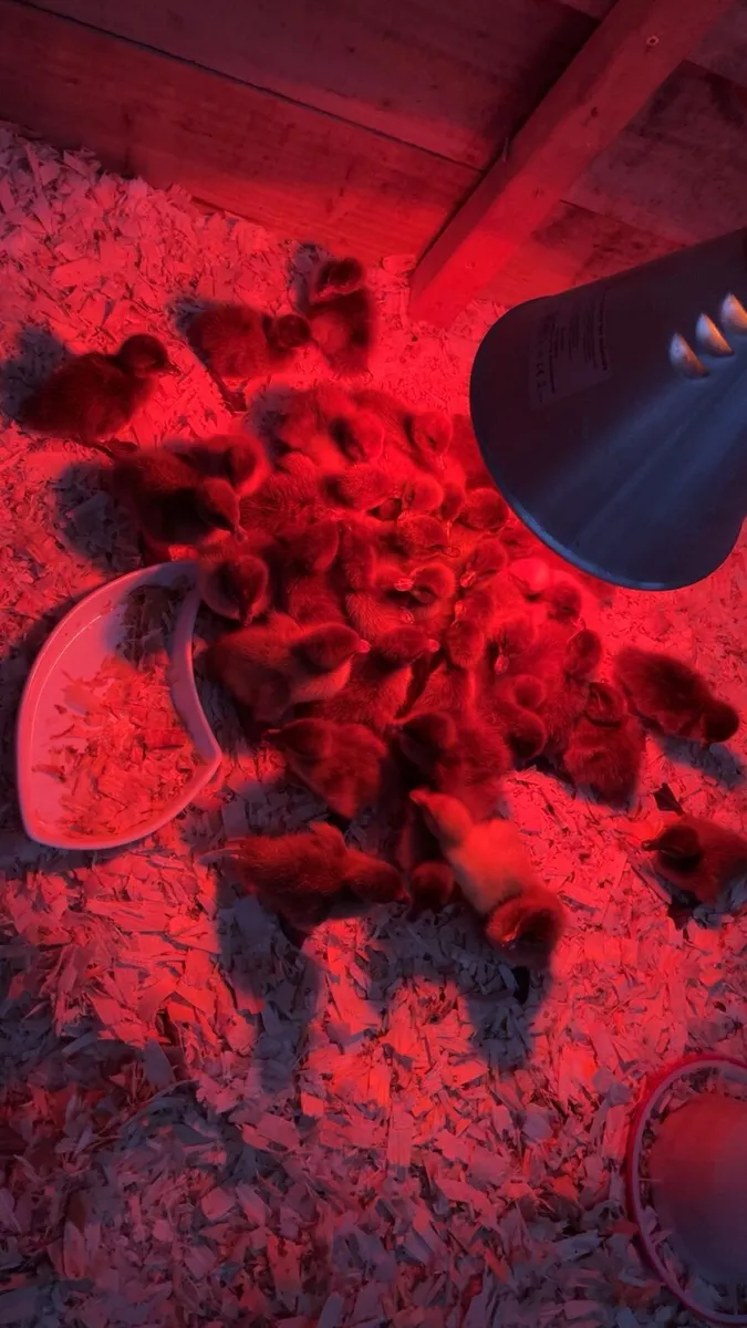 Day old chicks amd ducklings - Image 1