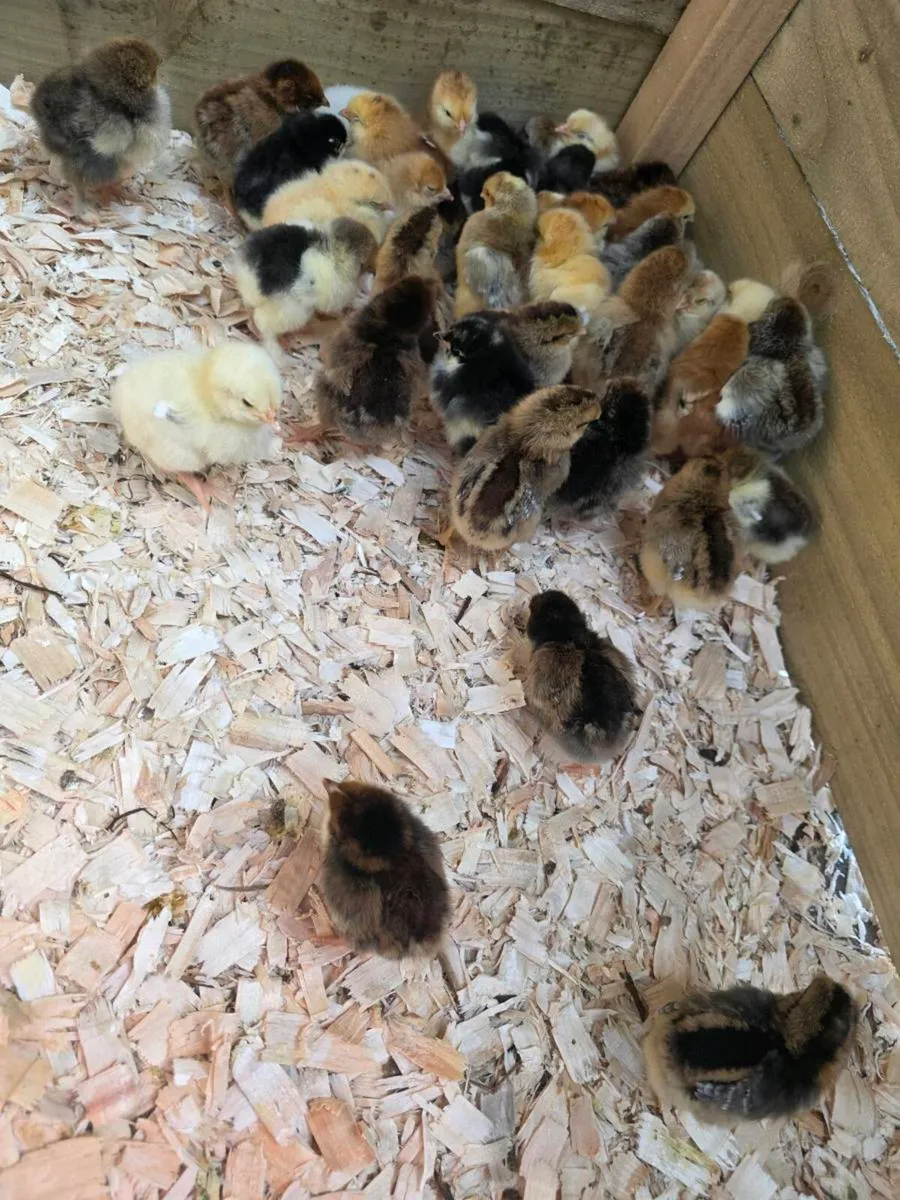 Day old chicks amd ducklings - Image 2
