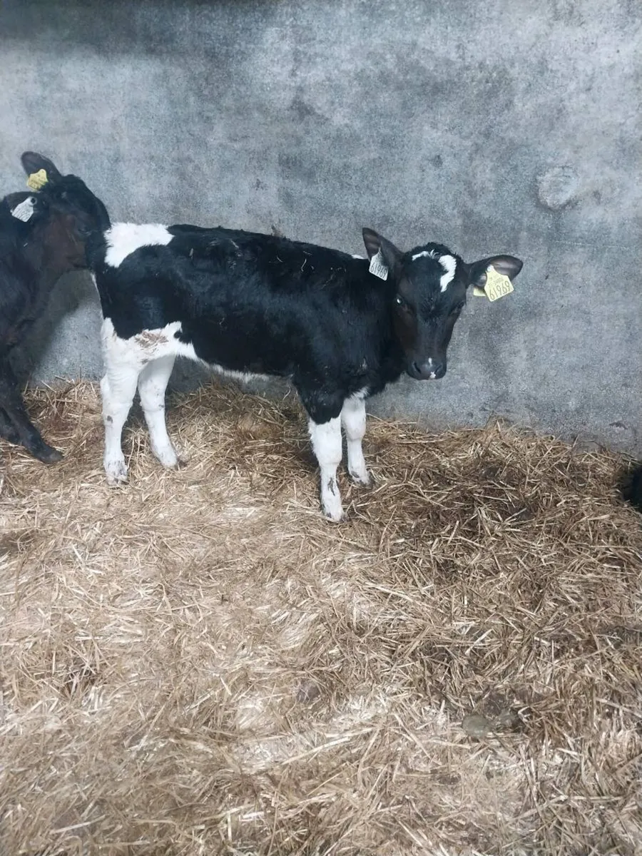 Fr bull calves - Image 1
