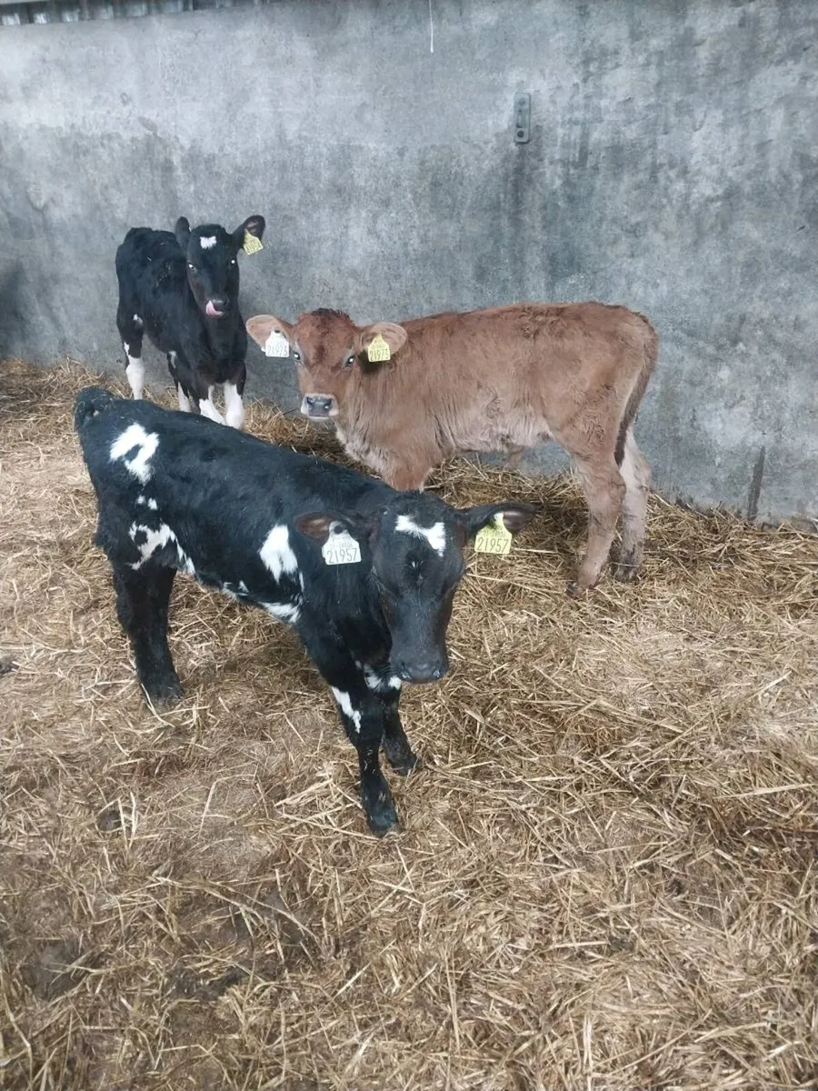 Fr bull calves - Image 2