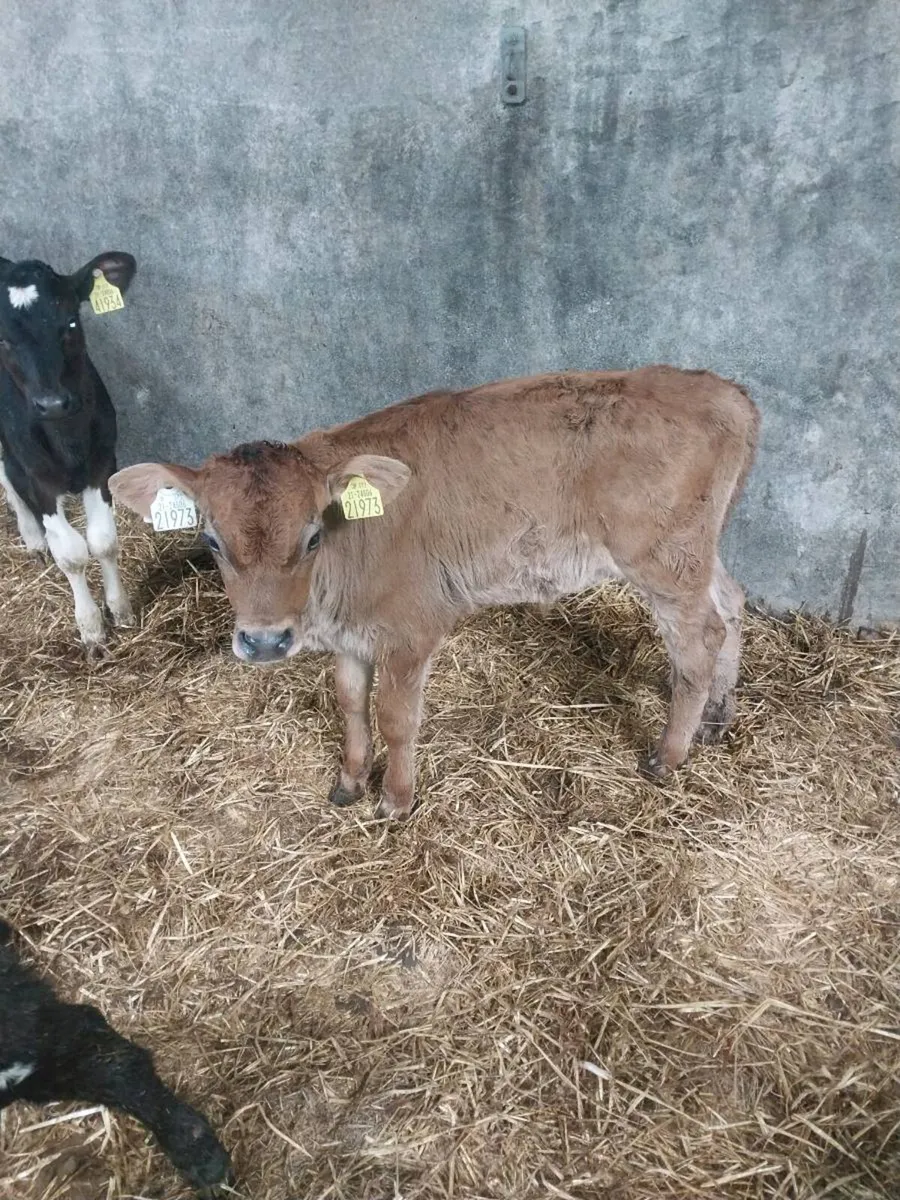 Fr bull calves - Image 3