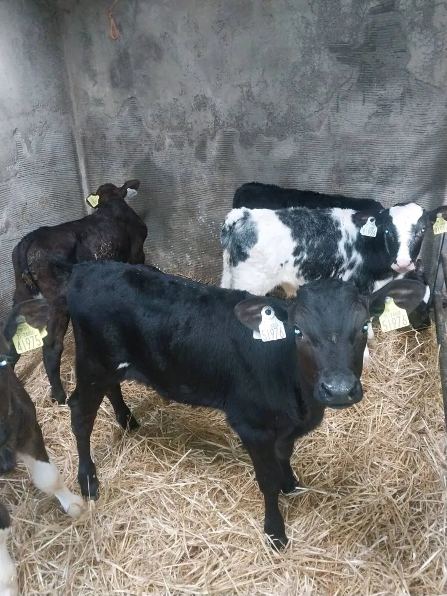 Fr bull calves - Image 4