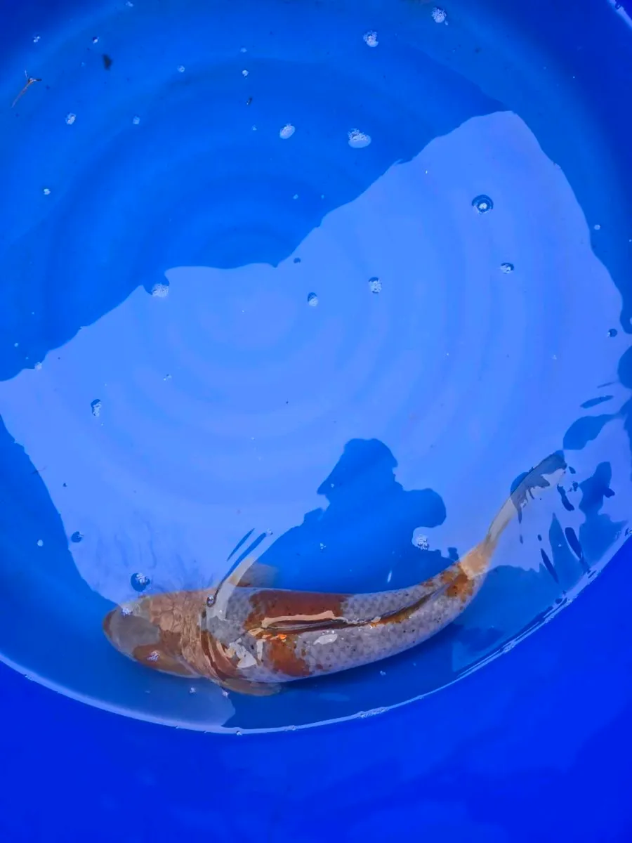 Koi and equipment for sale - Image 2