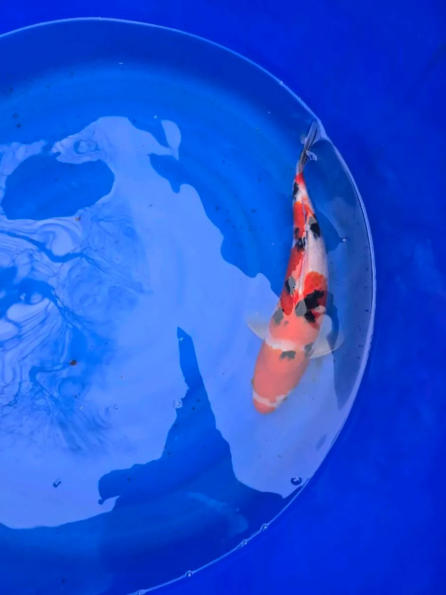 Koi and equipment for sale - Image 1