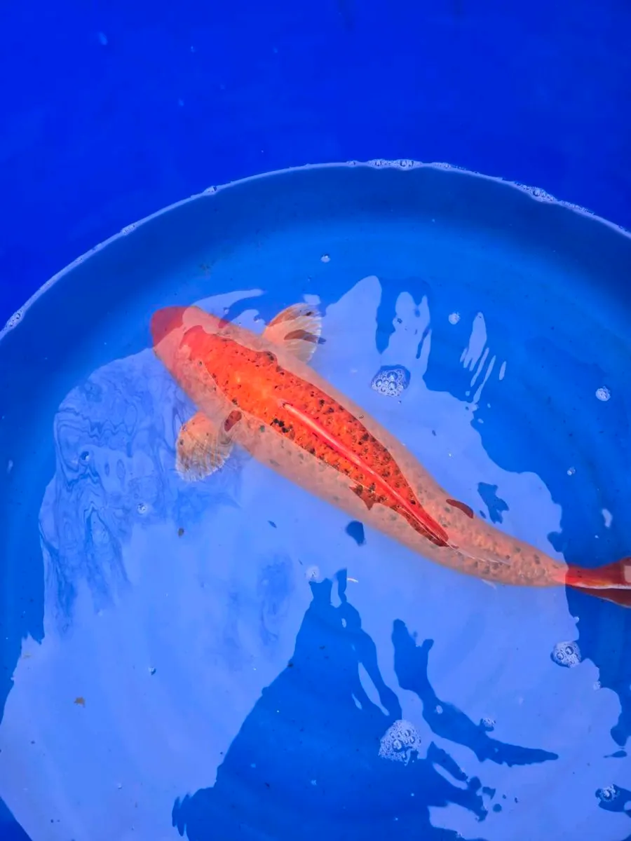 Koi and equipment for sale - Image 2