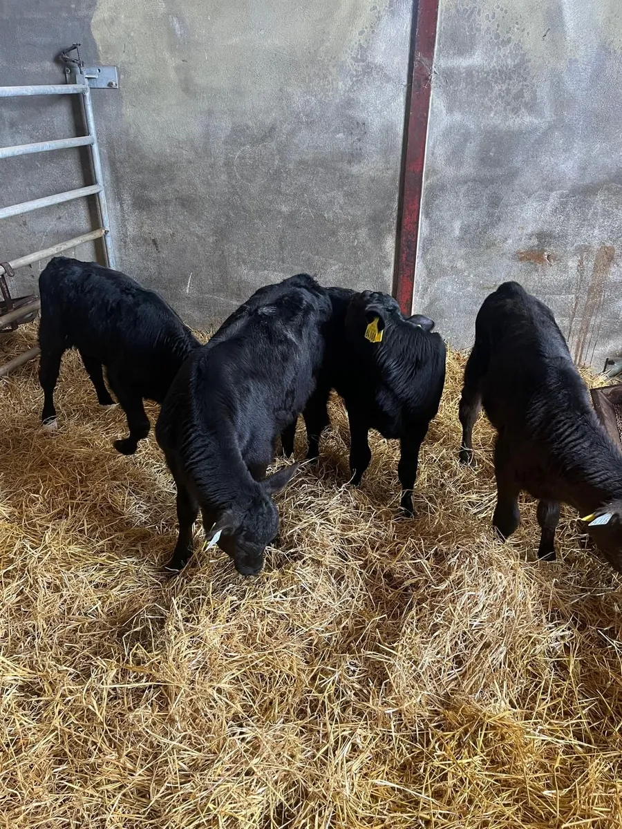 4 AA heifer calves - Image 2