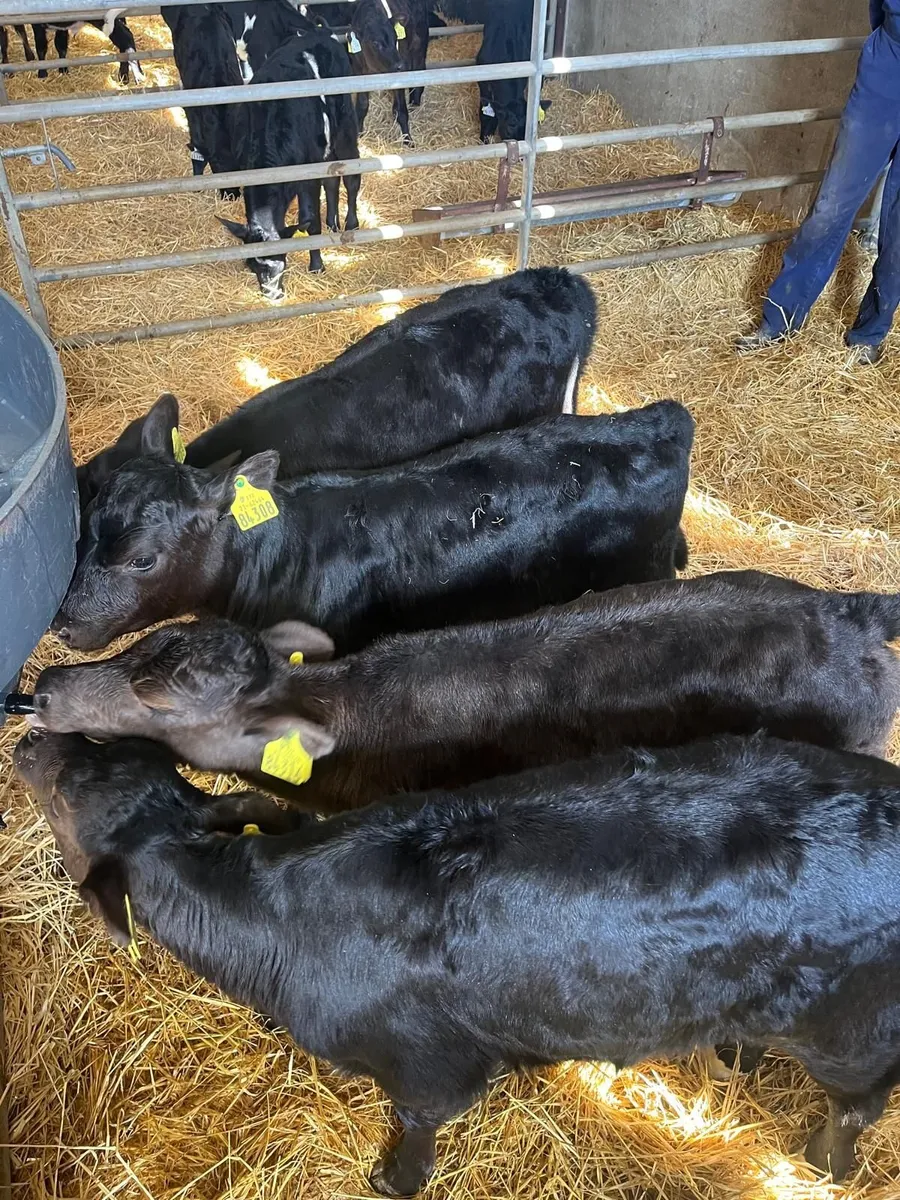 4 AA heifer calves - Image 1