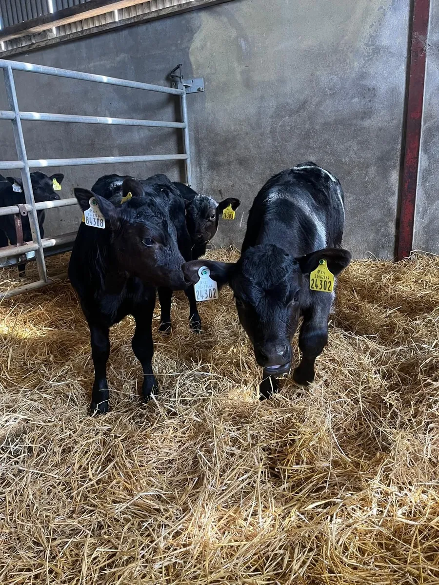 4 AA heifer calves - Image 3