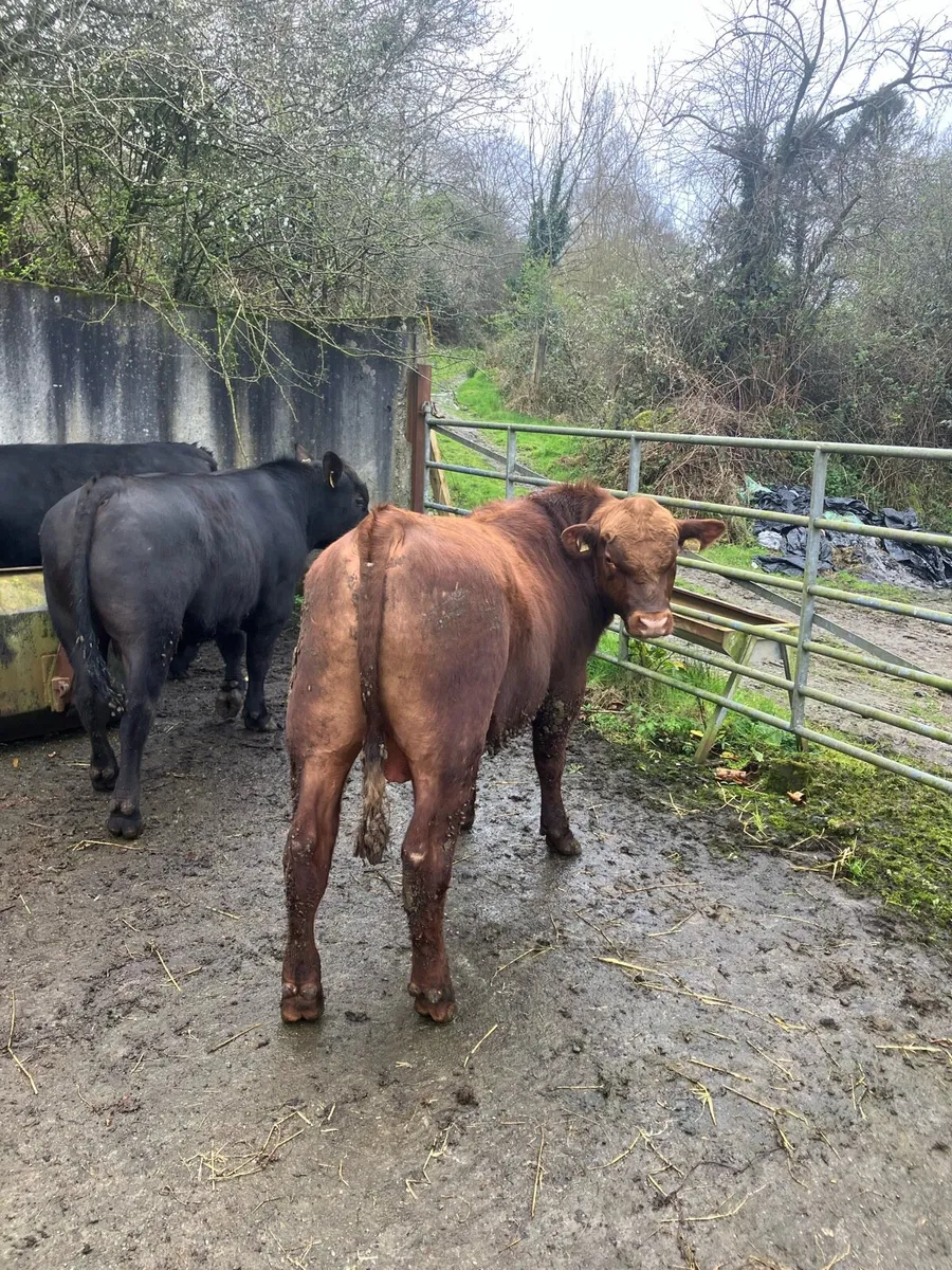 Pbr Angus bulls - Image 1