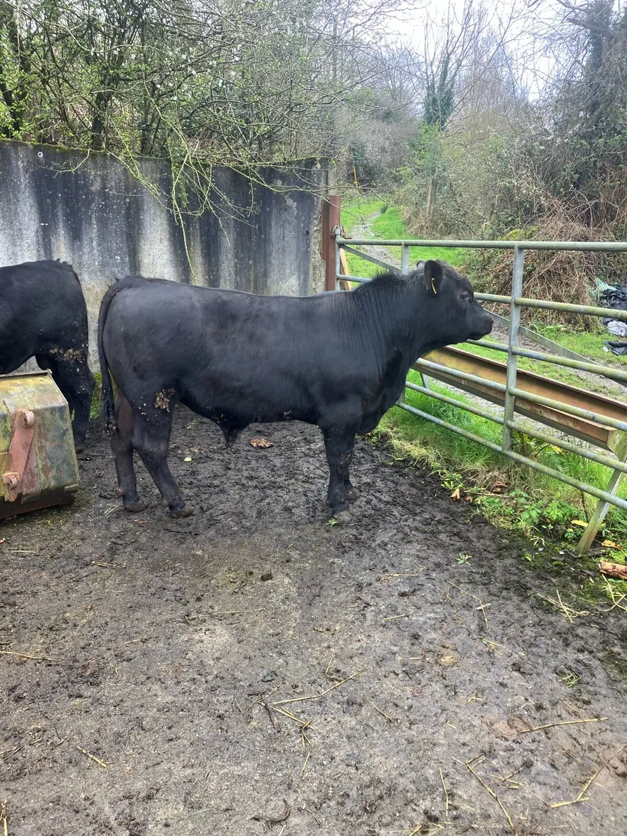 Pbr Angus bulls - Image 2