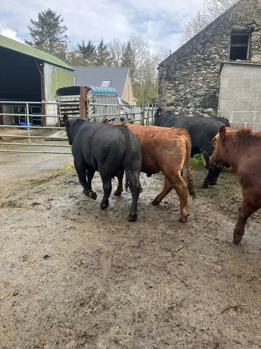 Pbr Angus bulls - Image 3