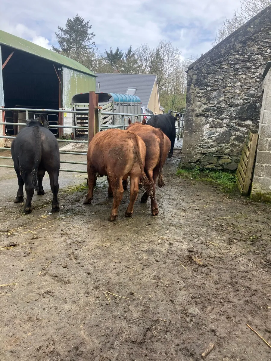 Pbr Angus bulls - Image 4