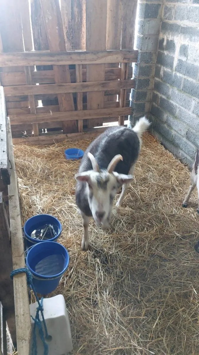 Female Goats - Image 2