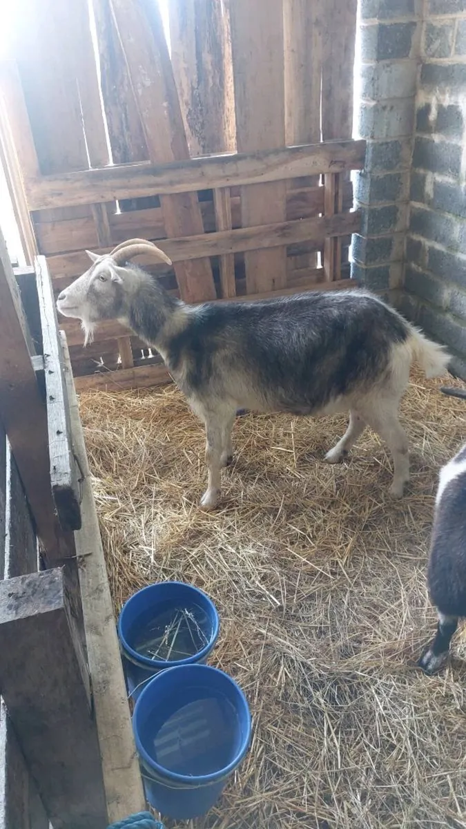 Female Goats - Image 3