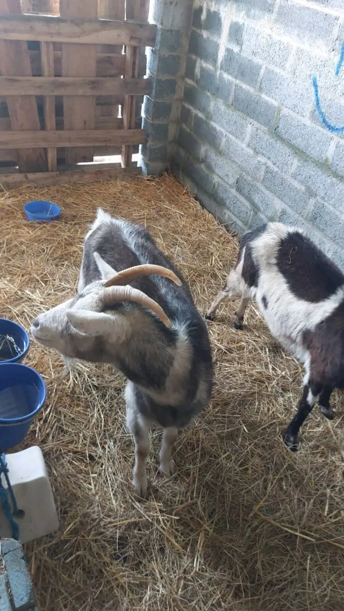Female Goats - Image 1