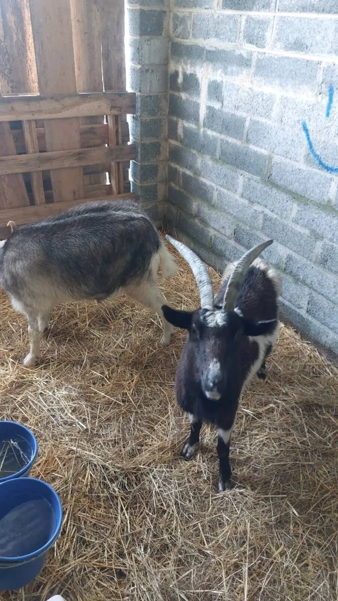 Female Goats - Image 4