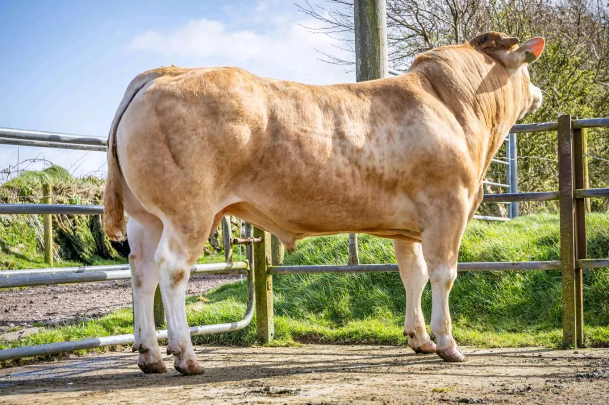 Pedigree Blonde Bull - Image 1