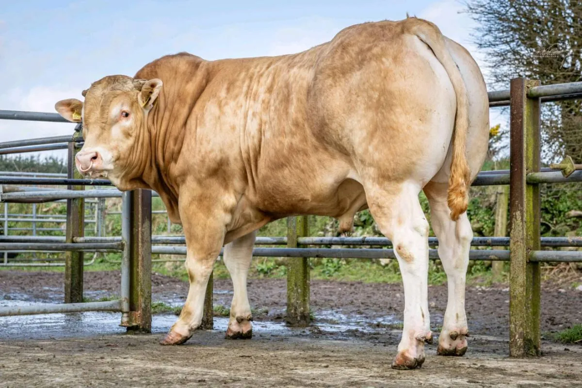 Pedigree Blonde Bull - Image 2