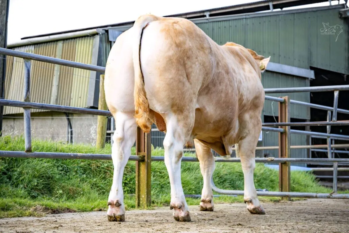 Pedigree Blonde Bull - Image 3