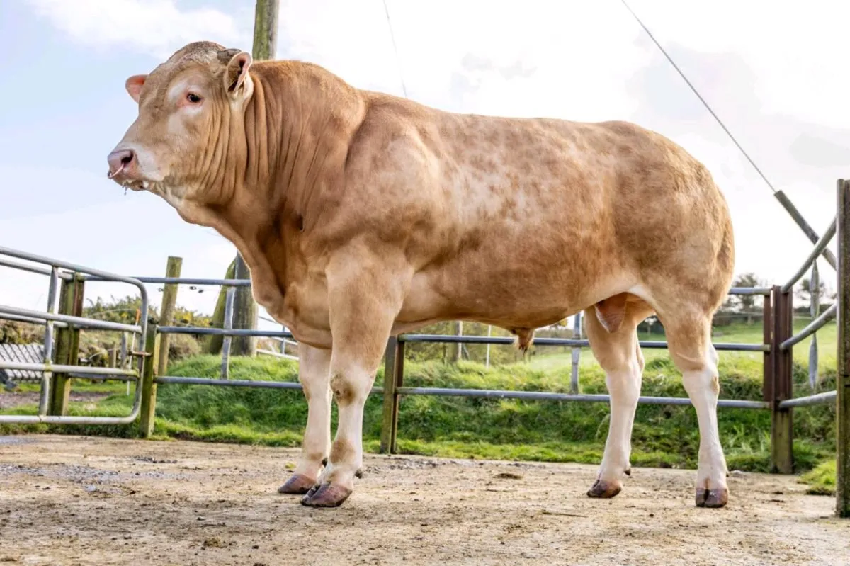 Pedigree Blonde Bull - Image 4