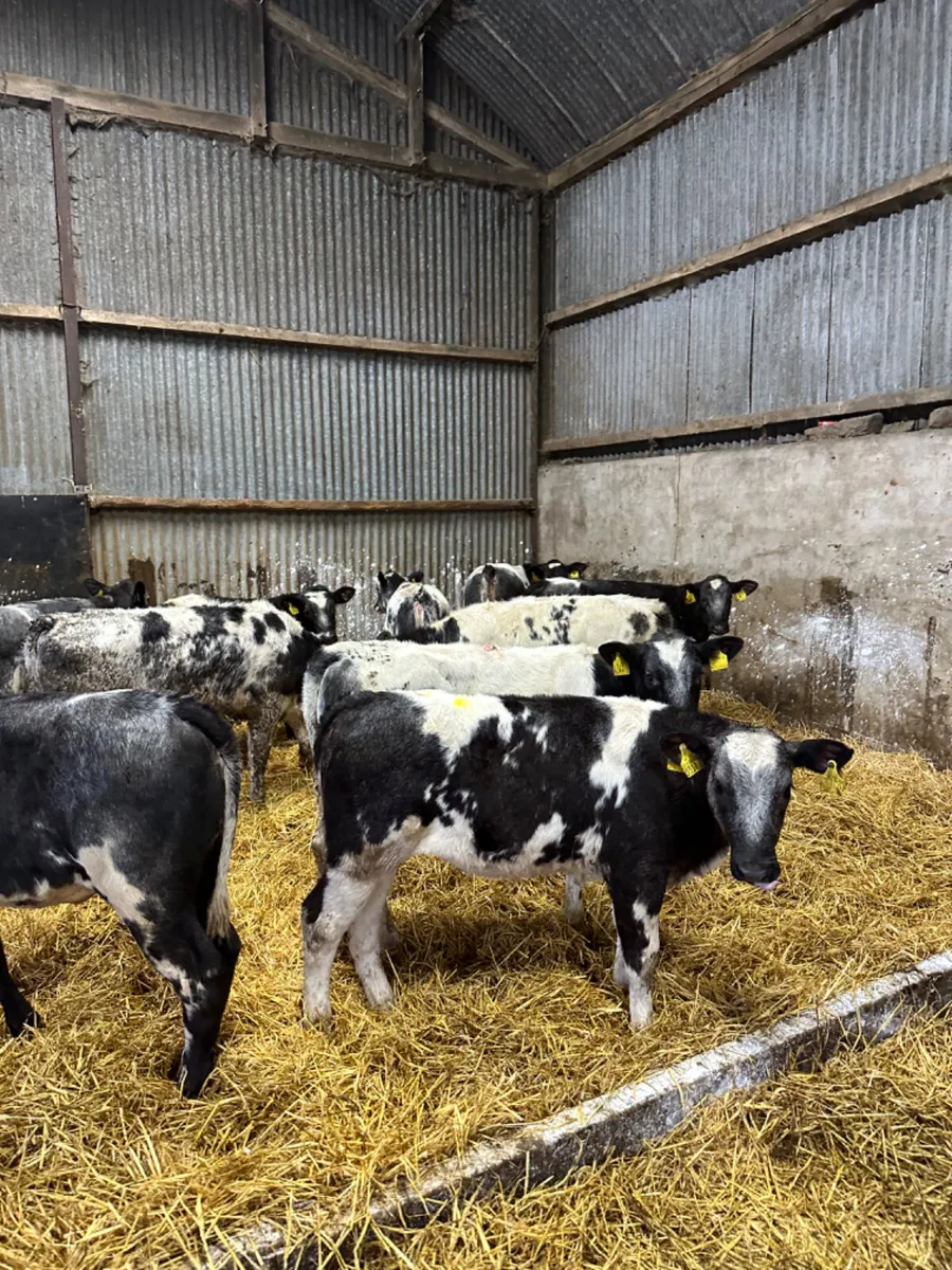 Blue heifers - Image 4