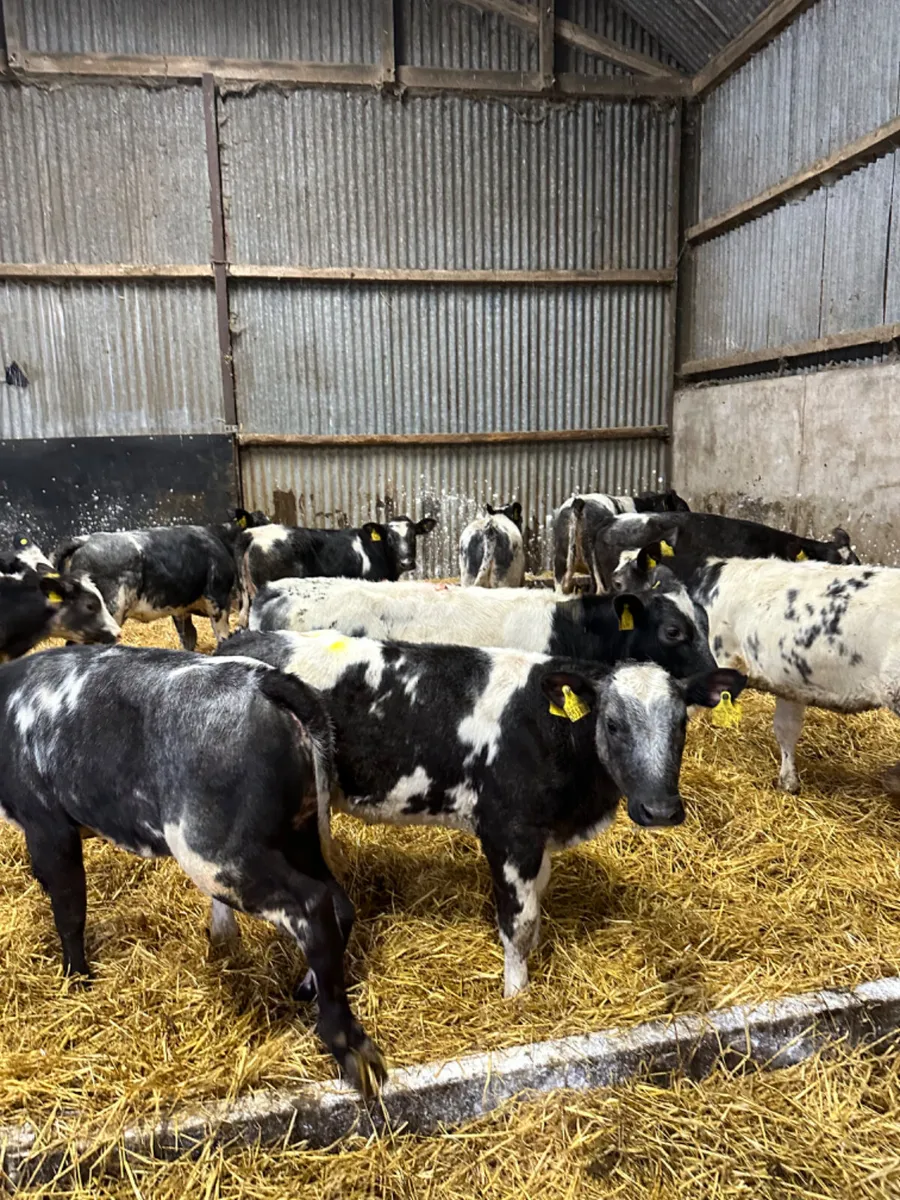 Blue heifers - Image 2