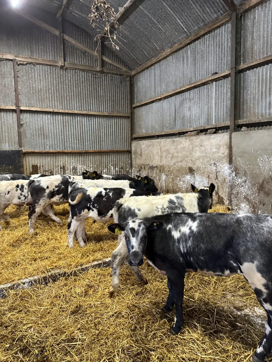 Blue heifers - Image 1