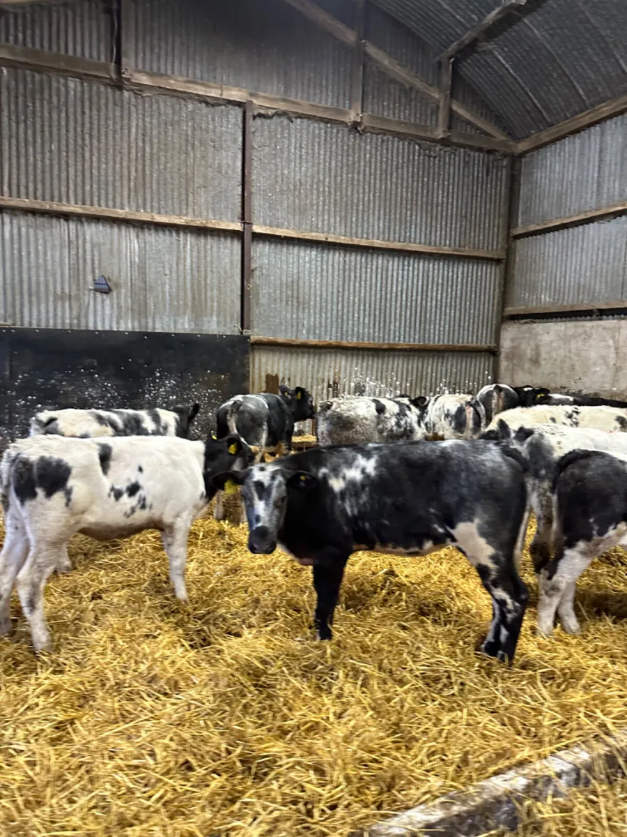 Blue heifers - Image 3