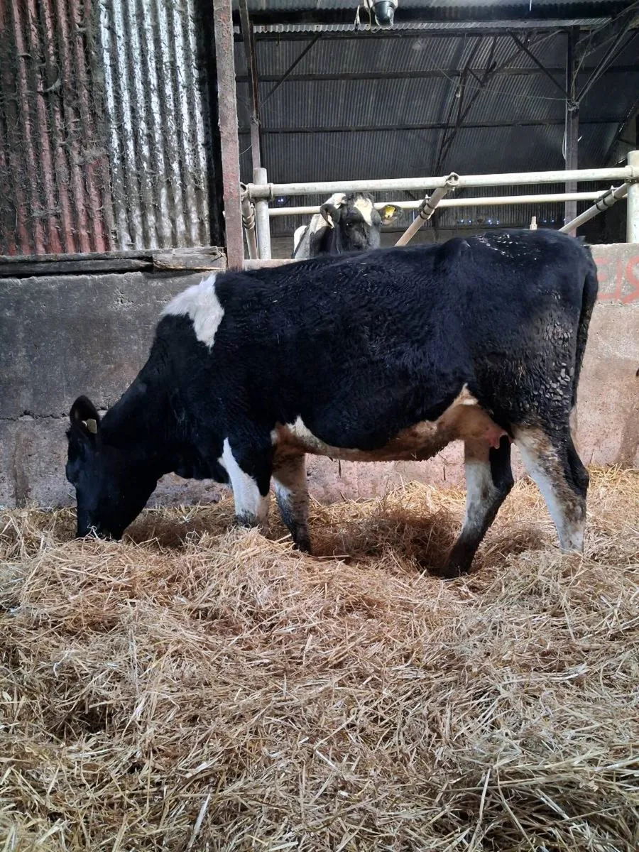 April Calving Heifer - Image 1