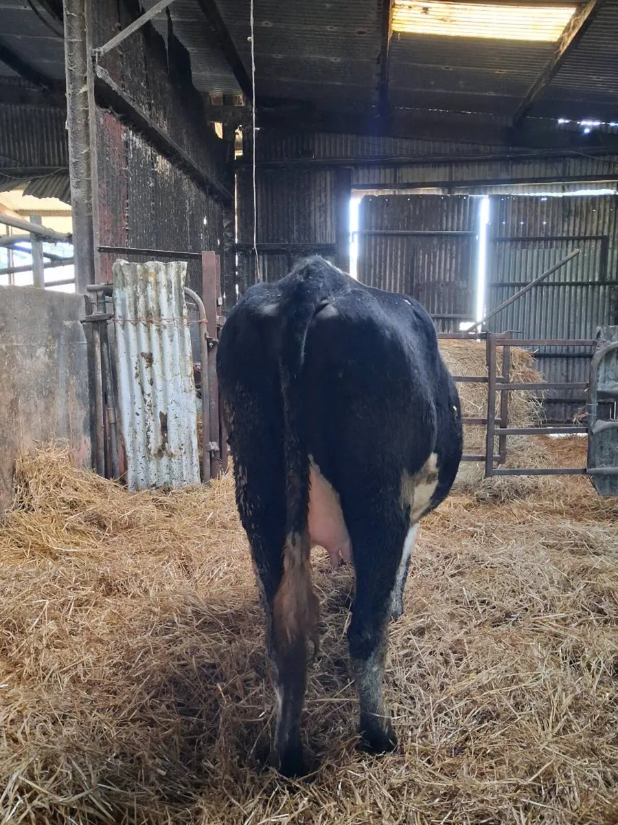 April Calving Heifer - Image 3