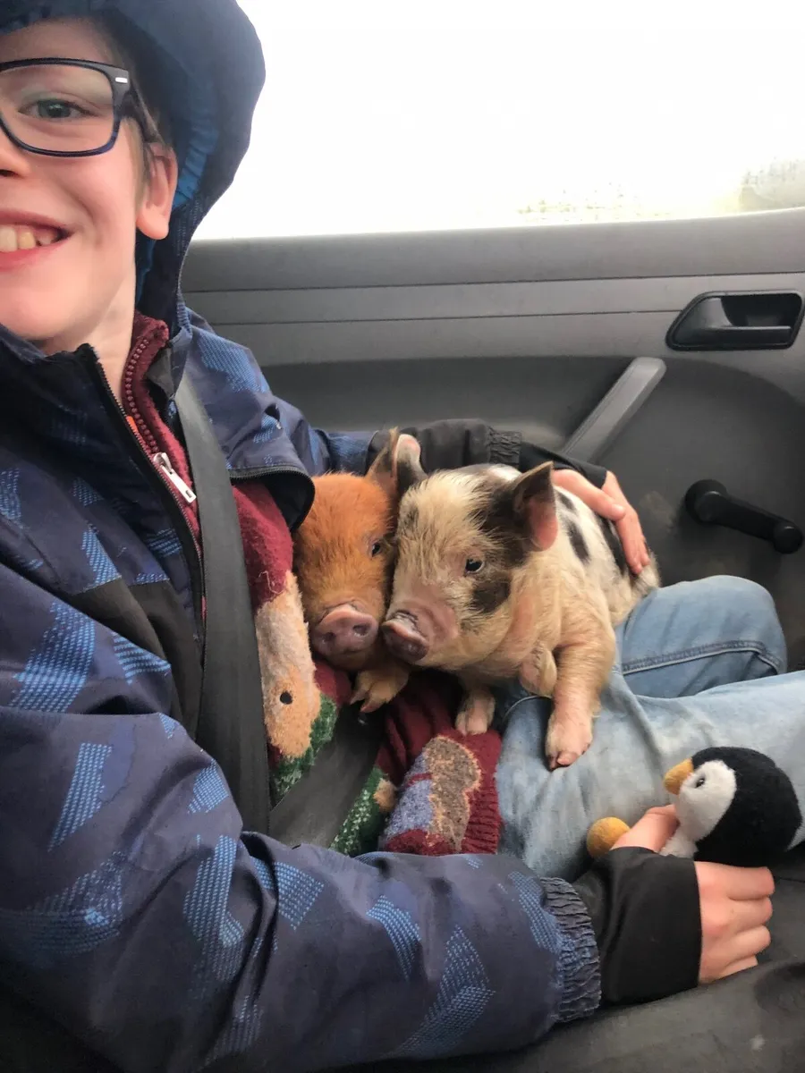 Kune kune piglets - Image 3