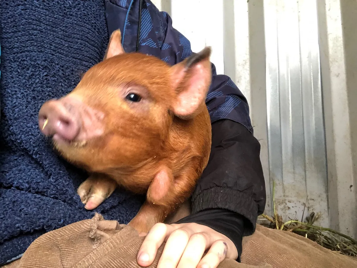 Kune kune piglets - Image 1