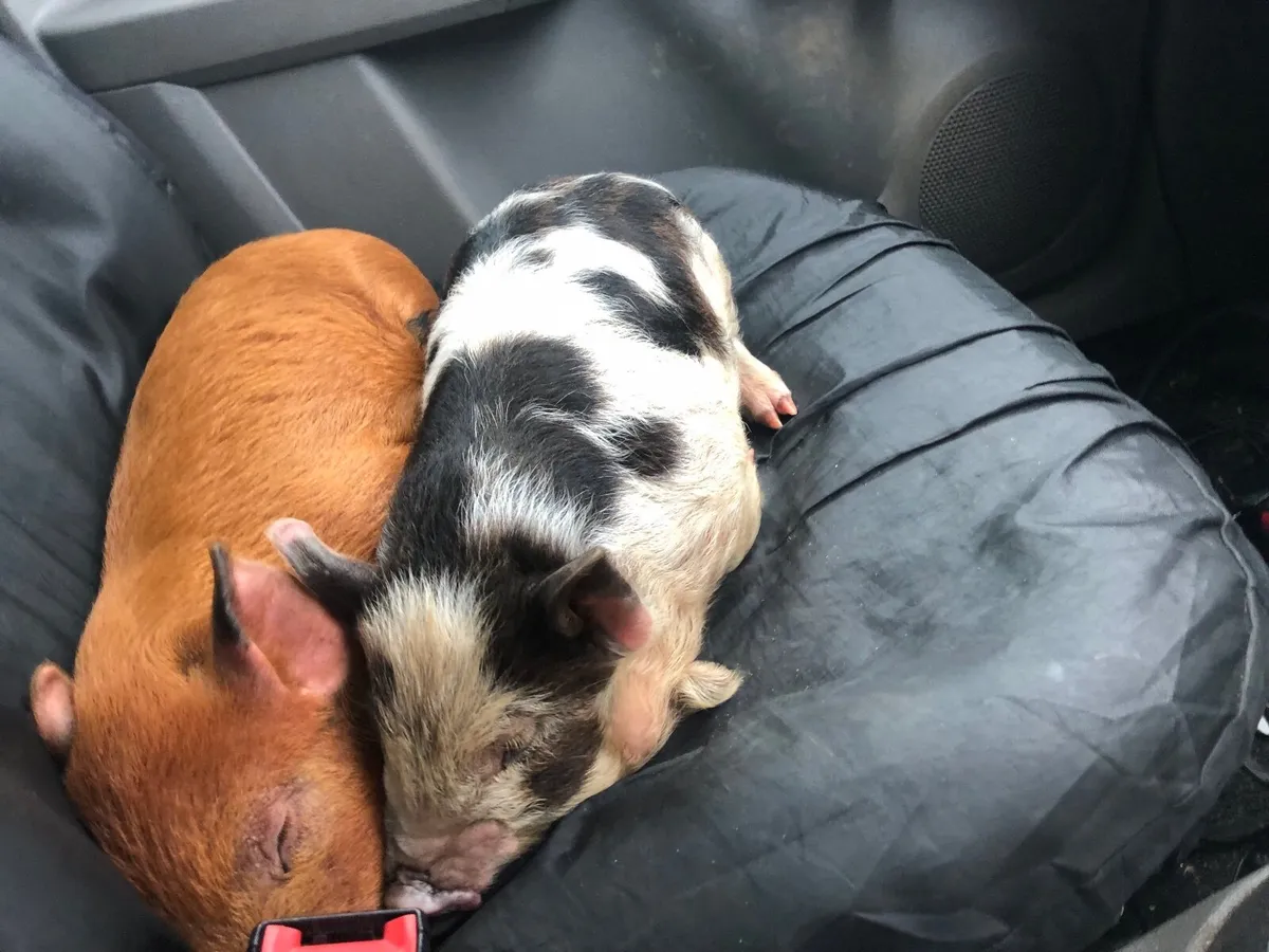 Kune kune piglets - Image 2