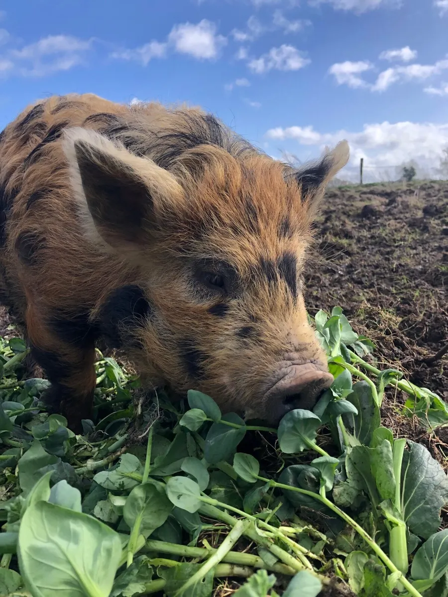 Kune kune piglets - Image 4