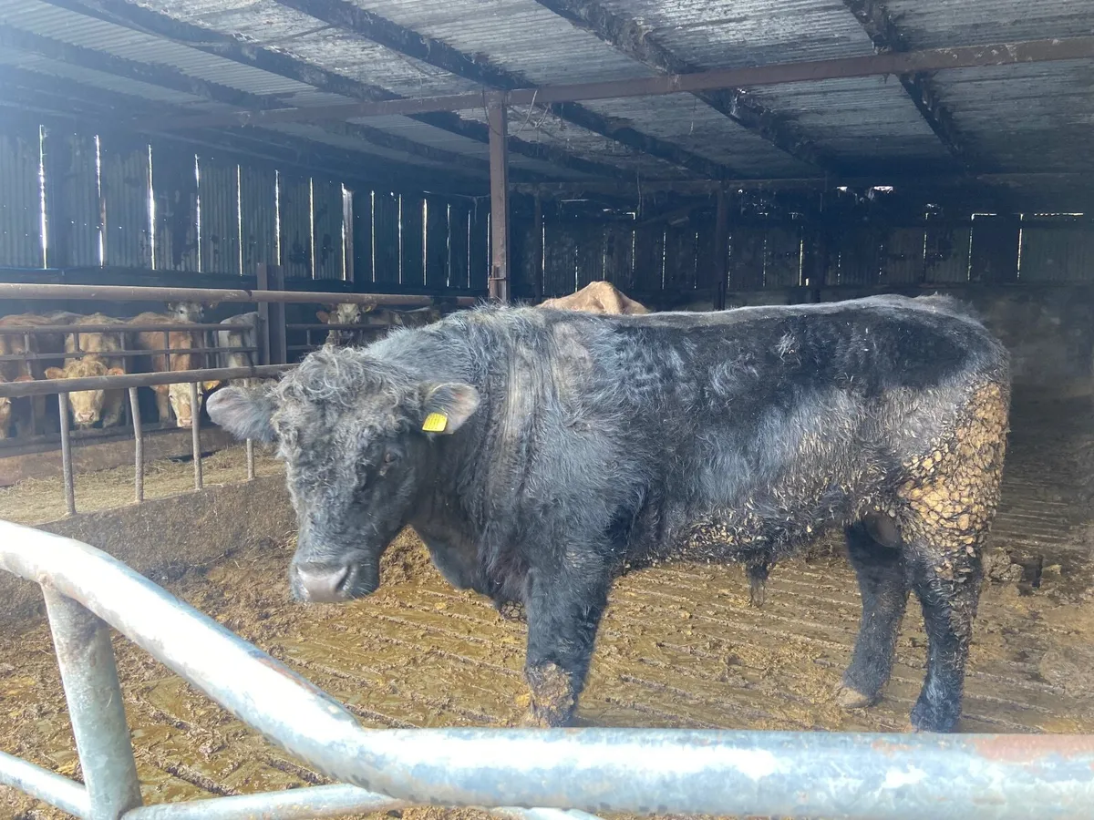 Aberdeen Angus bull - Image 1