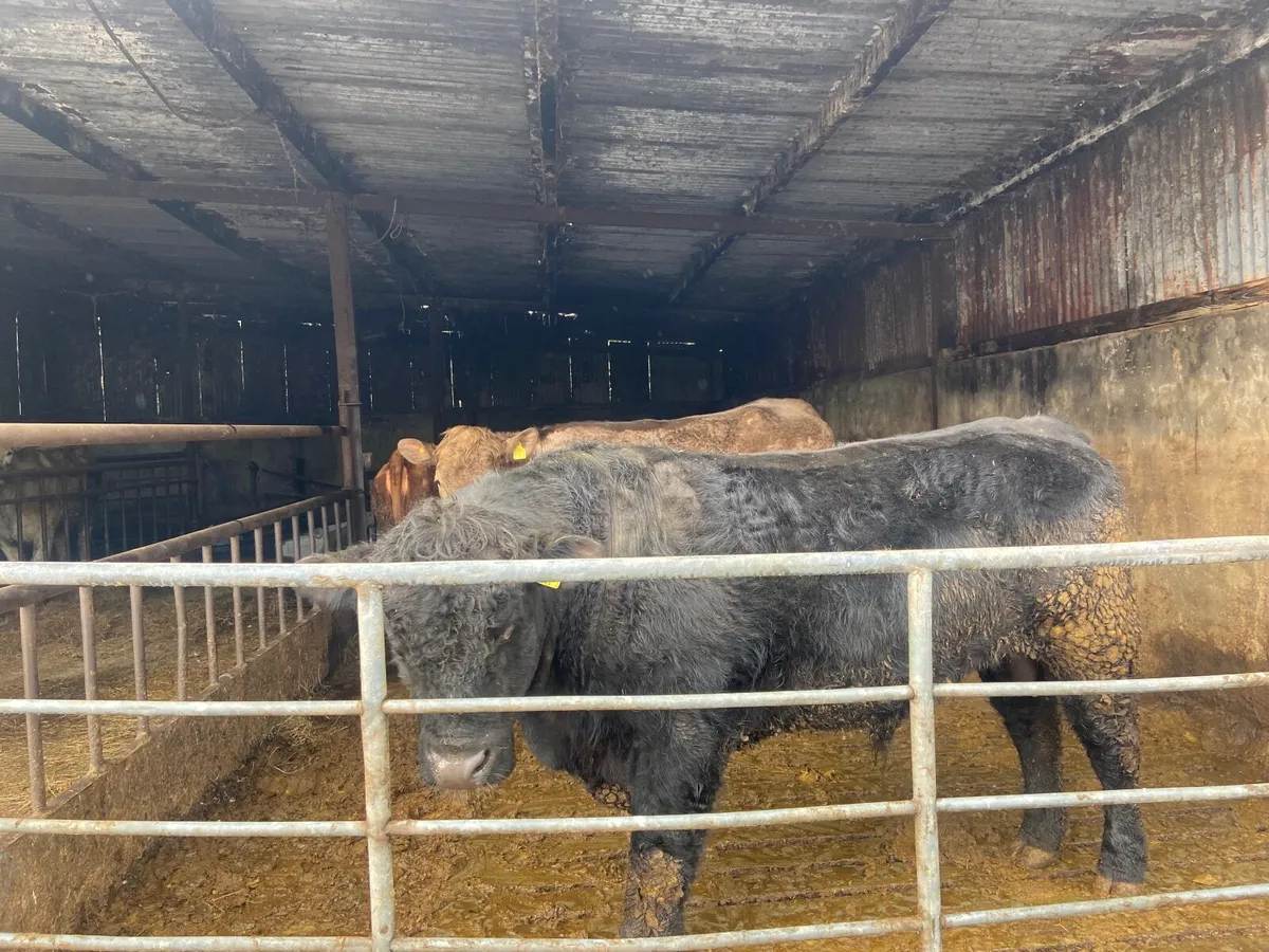 Aberdeen Angus bull - Image 3